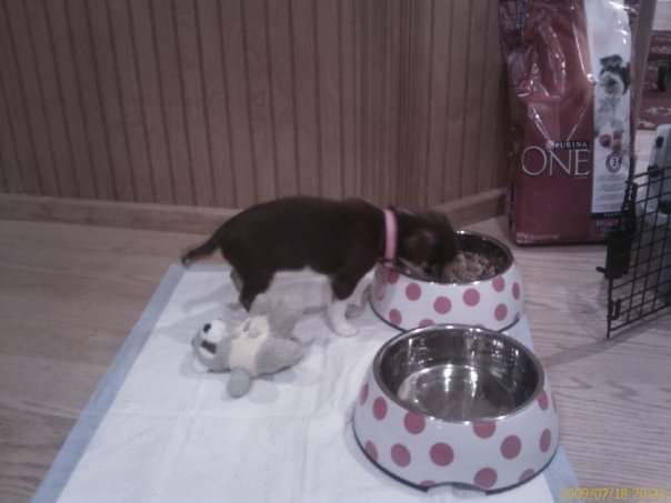 Carrie eating out of bowl